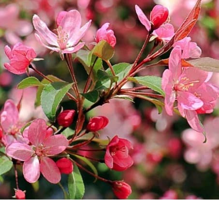 Primavera
